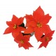 Kwiat sztuczny gwiazda betlejemska 5 koron