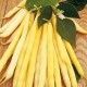Fasola Golden Teepee nasiona Selecta