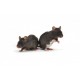 Pułapka klatka żywołapka na kuny szczury myszy