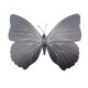 Magnes motyl 3D ozdobny na lodówkę - czarny